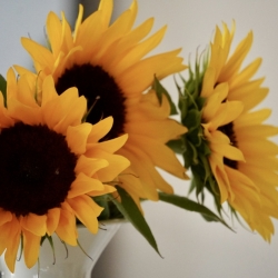 Sonnenblumen